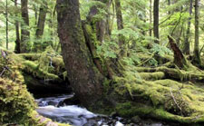 Canada-British Columbia-Islands in the Mist - Queen Charlotte